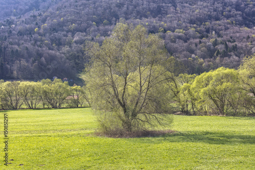 Lonely tree in Dravinja valley  Slovenia