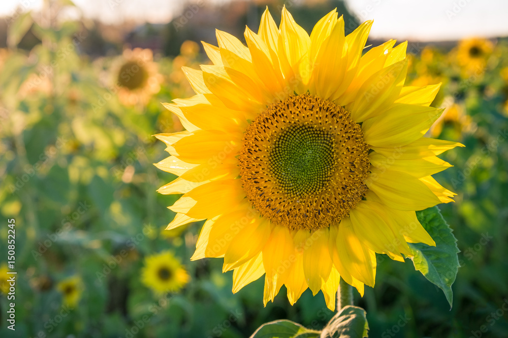 Obraz premium Sunflower field at summer day against blue sky