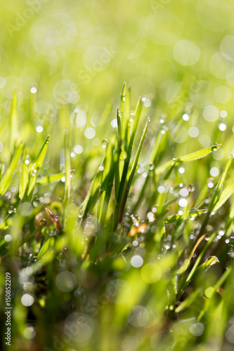 Green grass in the dew on the nature