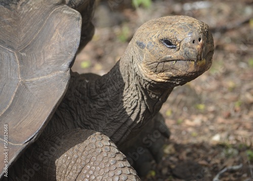 Galapagos Giant Tortoise at the Galapaguera reserve, San Cristobal island, Galapagos Islands © Mark