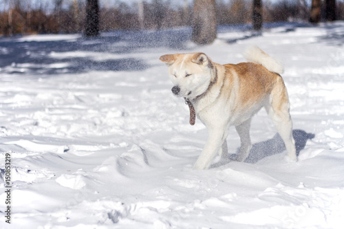 Sweet Japanese Akita Inu dog in the snow in the forest during a snowstorm and snowflakes fly in her face and she squintes.