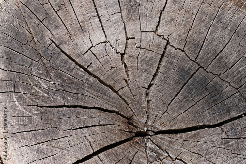 bois matière tronc arbre coupe fissure forêt texture