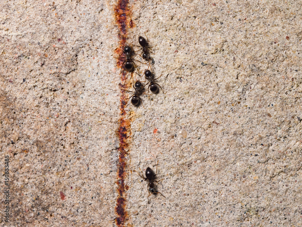 Ants lasius nigra trail on concrete wall of house, close-up, selective focus, shallow DOF Ants lasius nigra trail on concrete wall of house, close-up, selective focus, shallow DOF