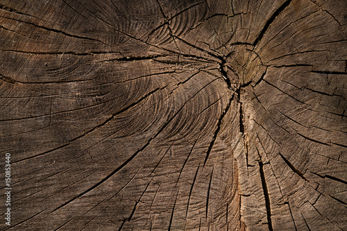 bois matière tronc arbre coupe fissure forêt texture