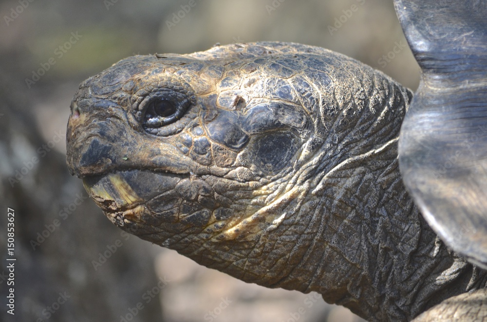 Galapagos Giant Tortoise at the Galapaguera reserve, San Cristobal island, Galapagos Islands Galapagos Giant Tortoise at the Galapaguera reserve, San Cristobal island, Galapagos Islands