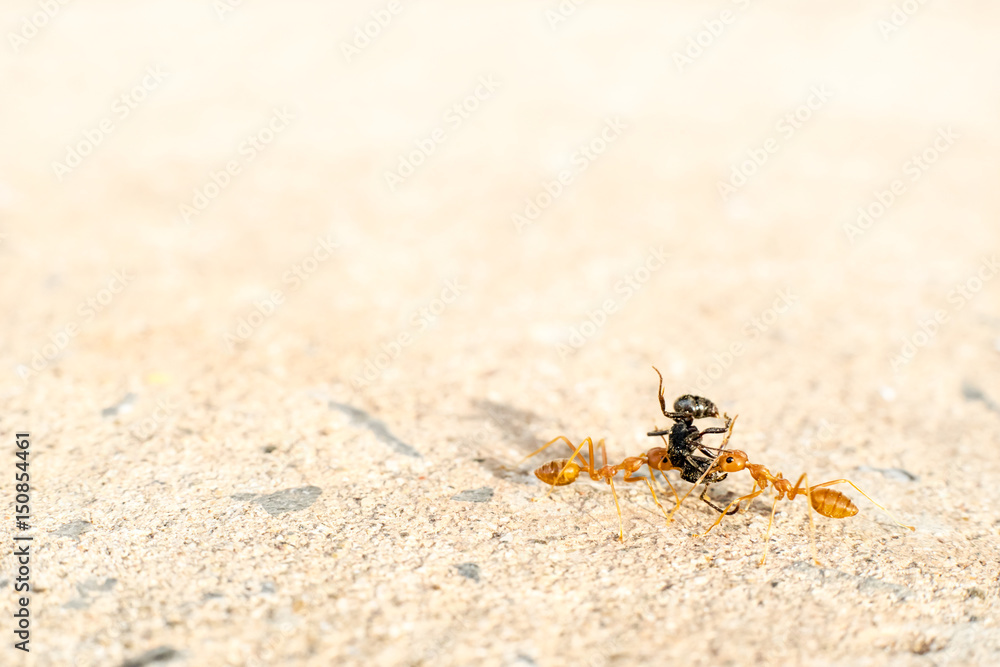 together, Two red ants helping each other carrying lift black ant together, Two red ants helping each other carrying lift black ant