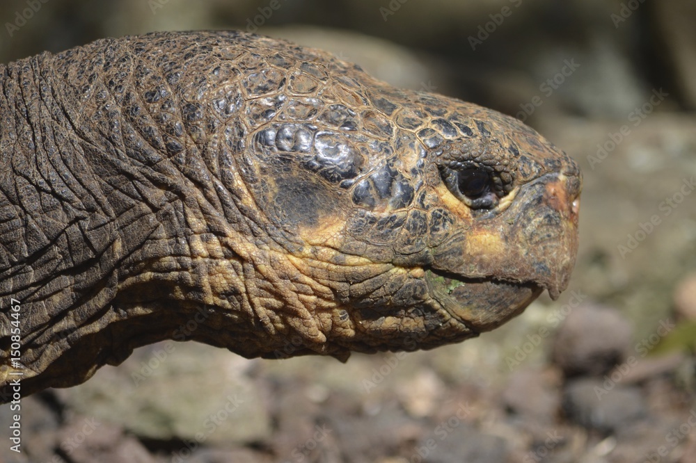 Galapagos Giant Tortoise at the El Chato / Los Primativos ranch on Santa Cruz, Galapagos Islands Galapagos Giant Tortoise at the El Chato / Los Primativos ranch on Santa Cruz, Galapagos Islands