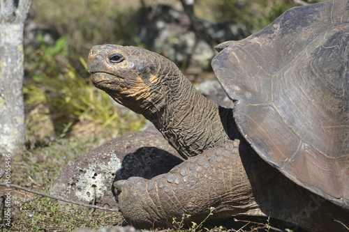 Galapagos Giant Tortoise at the El Chato / Los Primativos ranch on Santa Cruz, Galapagos Islands © Mark