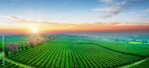 Tea plantation.Chinese tea.