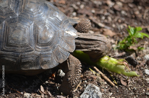 Galapagos Giant Tortoise at the El Chato / Los Primativos ranch on Santa Cruz, Galapagos Islands photo