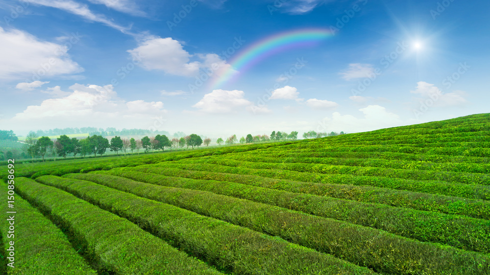 Tea plantation.Chinese tea.