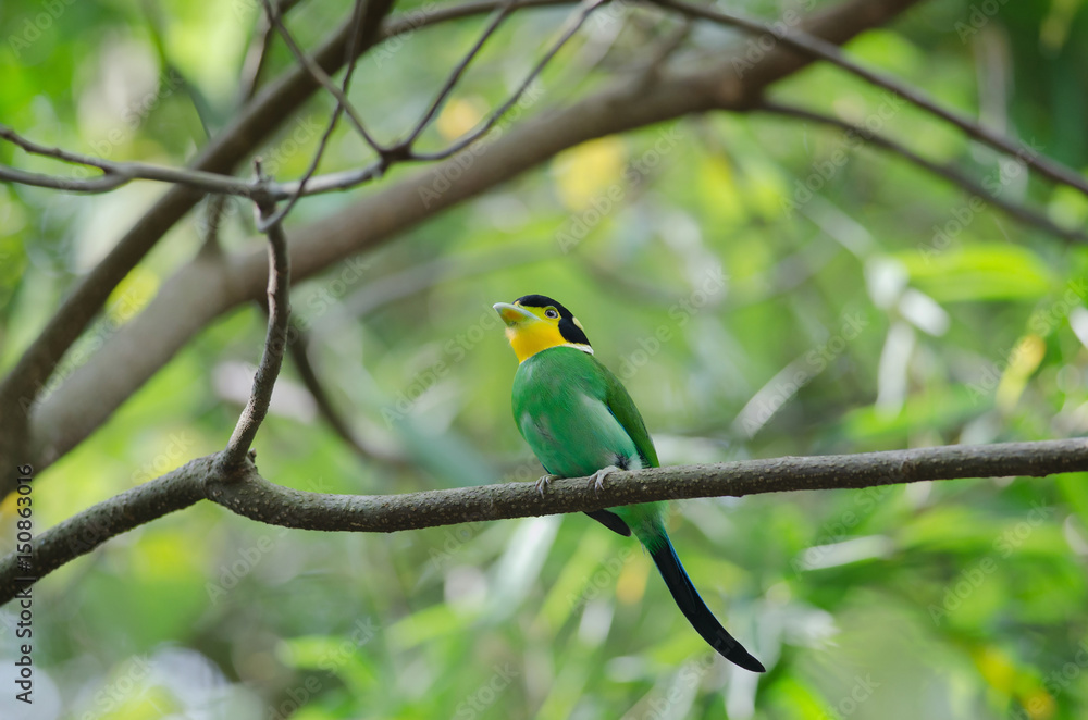 colorful bird long tailed broadbill on tree branch colorful bird long tailed broadbill on tree branch