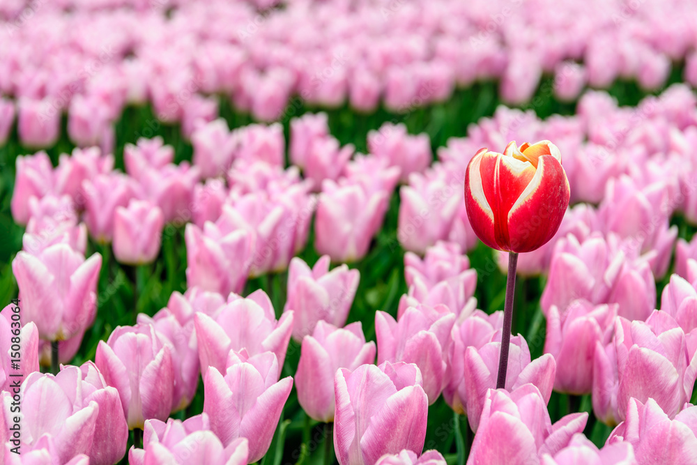 Obraz premium One higher and differently colored tulip protrudes above the others