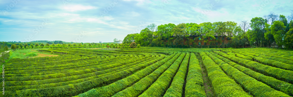 Tea plantation