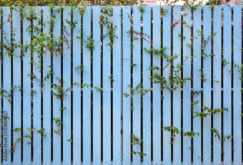 Close-up fence and tree wall.