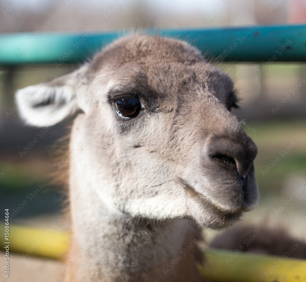 Portrait of a llama in a zoo