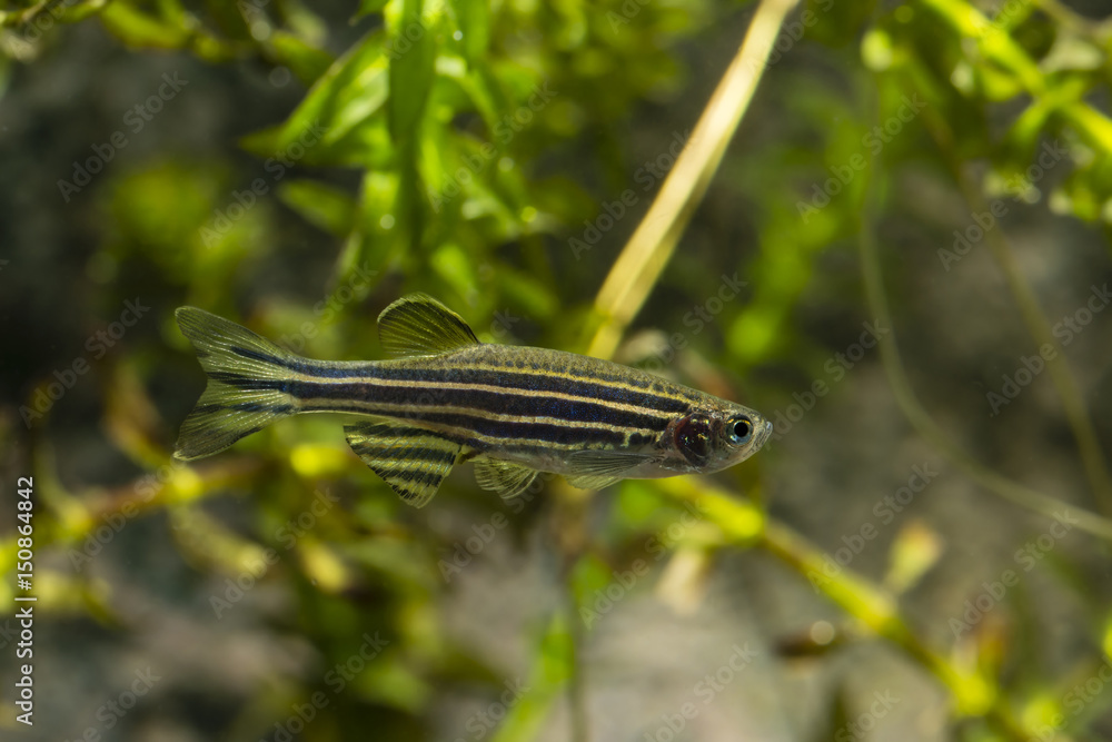 Striped freshwater best sale aquarium fish