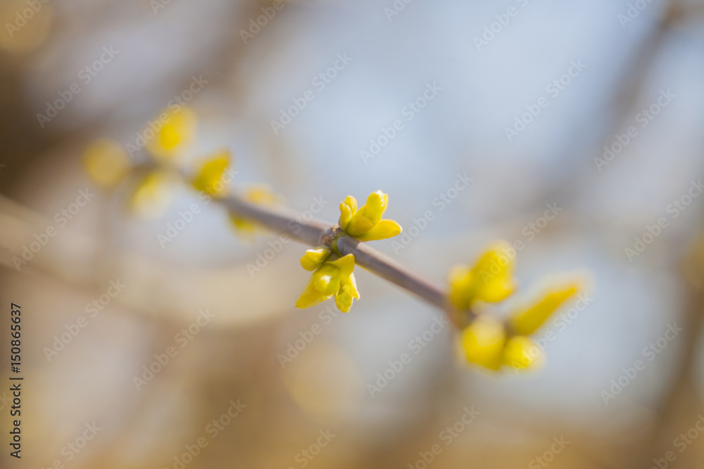 Obraz premium Spring leaves