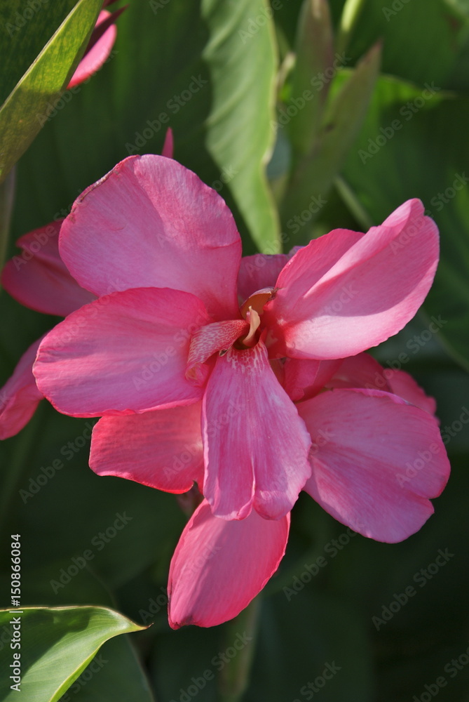 Petal Plenty Petal Plenty