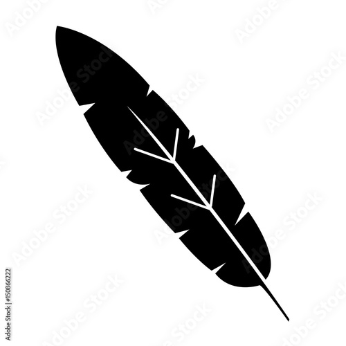 beauty and exotic feather vector illustration design