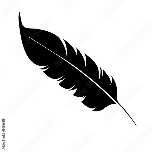 beauty and exotic feather vector illustration design