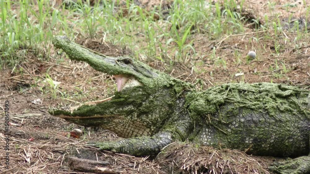 large alligator yawning in Florida wetlands large alligator yawning in Florida wetlands