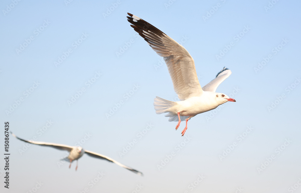 A seagull flying in the sky. A seagull flying in the sky.