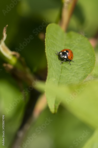The ladybug on the leaf. 
