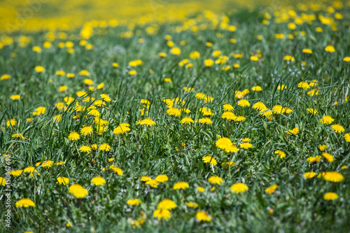 Spring field of blooming yellow dandelions