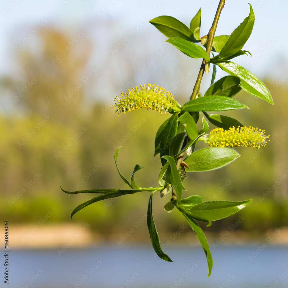 Fototapeta premium Krucha wierzba, Salix fragilis, kwitnąć wiosną na tle bokeh, selektywna ostrość, płytkie DOF