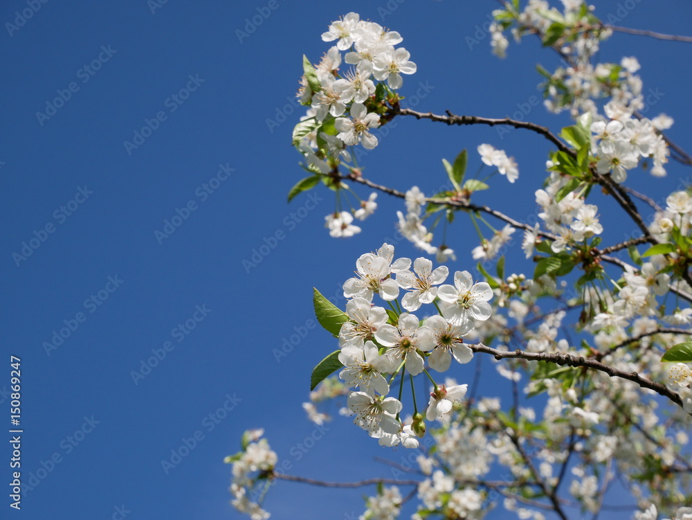 White cherry blossom against sky on sunny day White cherry blossom against sky on sunny day