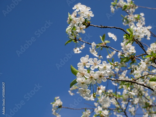 White cherry blossom against sky on sunny day © gregoryfish