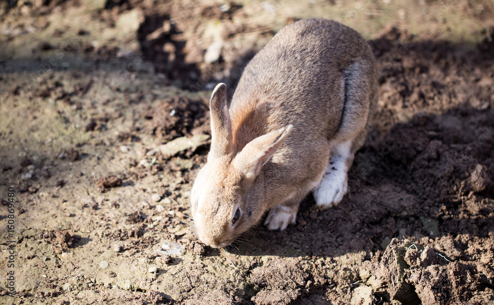 Hares on the ground in the wild Hares on the ground in the wild