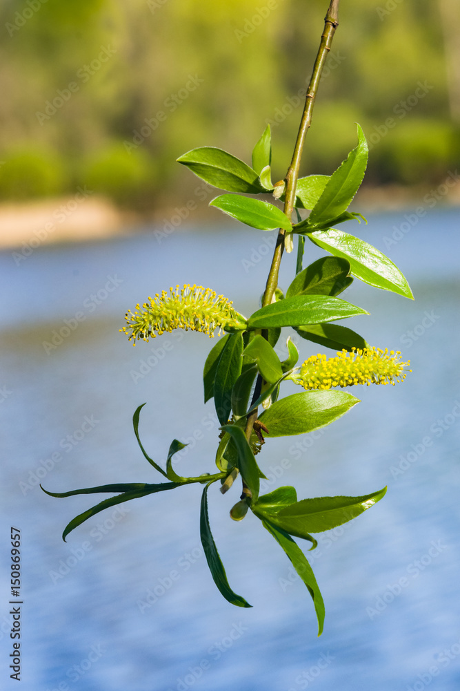 Fototapeta premium Brittle willow, Salix fragilis, blossom in spring with bokeh background, selective focus, shallow DOF