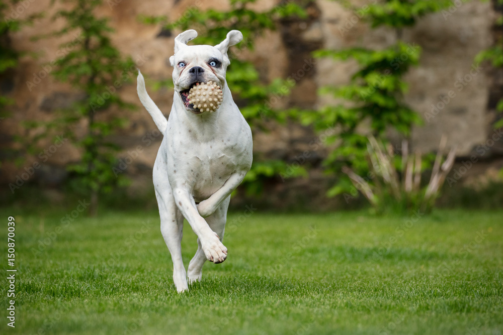 Fototapeta premium White german boxer jumping with a ball in mouth/beautiful and unique dog/czech republic in europe