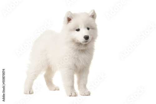 Fototapeta Naklejka Na Ścianę i Meble -  Cute white samoyed puppy seen from the side isolated on a white background