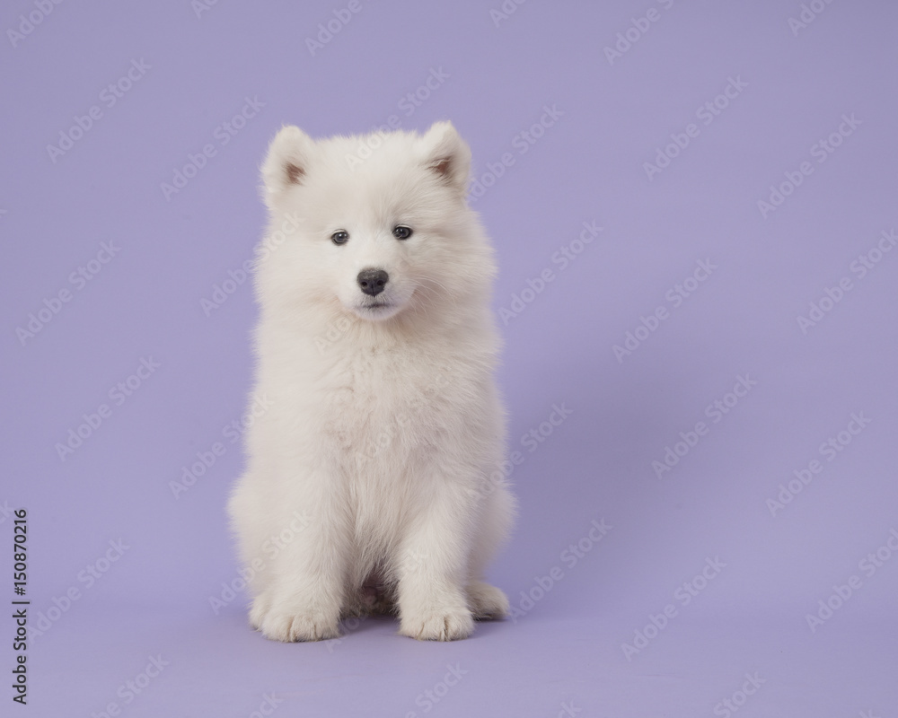 Cute somoyed puppy sitting on a purple background in a horizontal image