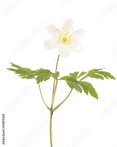 Single blooming white wood anemone isolated on a white background
