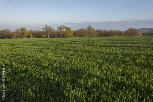 green agricultural wheat field in spring. Countryside landscape.