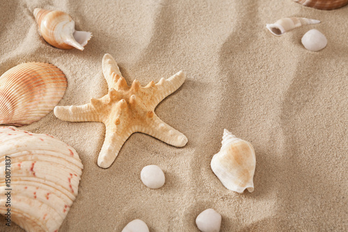 Sea beach sand and seashells background, natural seashore stones and starfish