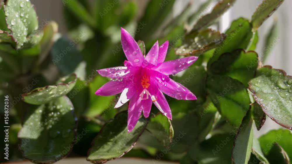 Close up of bright purple flower: Zygocactus Schlumbergera. Time Lapse zoom. Close up of bright purple flower: Zygocactus Schlumbergera. Time Lapse zoom.