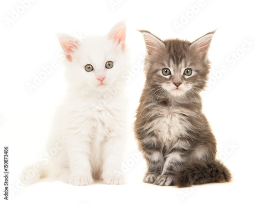 Cute tabby and white main coon baby cats sitting and looking at the camera isolated on a white background