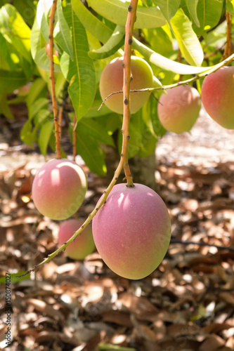 Mango crop on tree photo