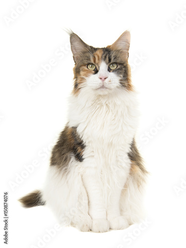 Pretty sitting female adult main coon cat seen from the front looking at the camera on a white background