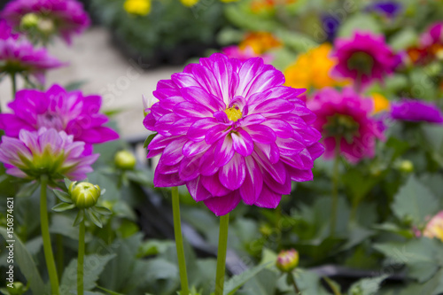 beautiful flowers