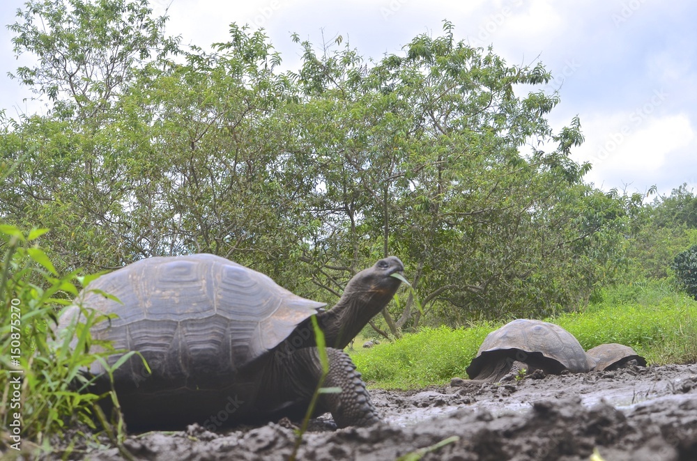 Naklejka premium Galapagos Giant Tortoise at the El Chato / Los Primativos ranch on Santa Cruz, Galapagos Islands