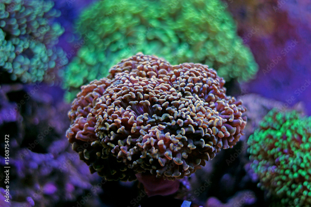 Fototapeta premium Euphyllia lps garden corals