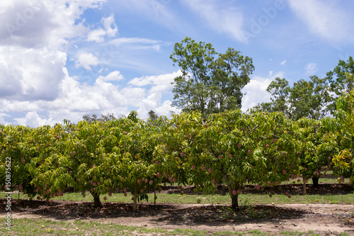 Tropical Mango farm near Mareeba