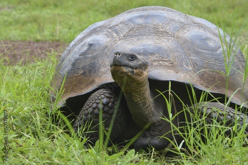 Galapagos Giant Tortoise at the El Chato / Los Primativos ranch on Santa Cruz, Galapagos Islands