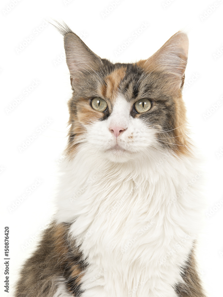 Tortoiseshell main coon cat portrait on a white background glancing away Tortoiseshell main coon cat portrait on a white background glancing away